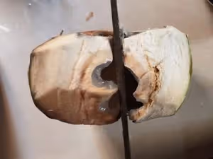 ⚠️各種開椰子❎取椰肉的方法（詳細）