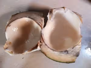 ⚠️各種開椰子❎取椰肉的方法（詳細）