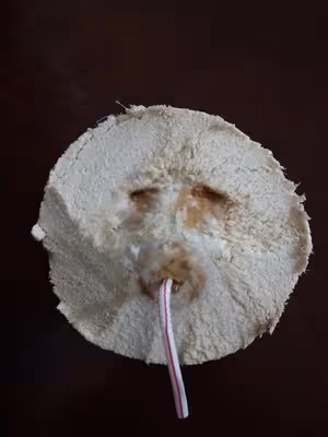 ⚠️各種開椰子❎取椰肉的方法（詳細）