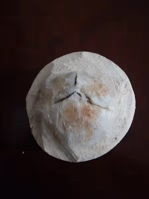 ⚠️各種開椰子❎取椰肉的方法（詳細）