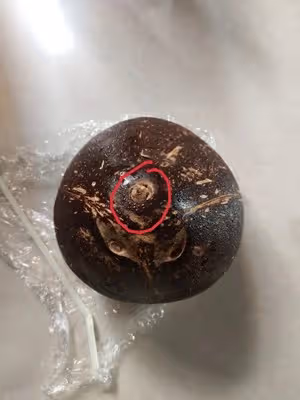 ⚠️各種開椰子❎取椰肉的方法（詳細）