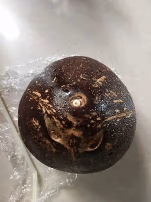 ⚠️各種開椰子❎取椰肉的方法（詳細）