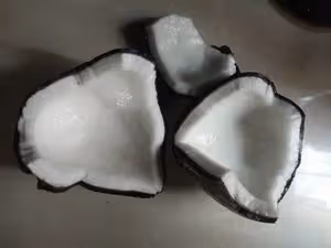 ⚠️各種開椰子❎取椰肉的方法（詳細）