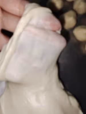 老婆餅（豬油版）