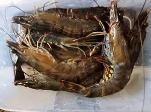 白灼蝦不要再用開水燙，這麼做更甜更好吃