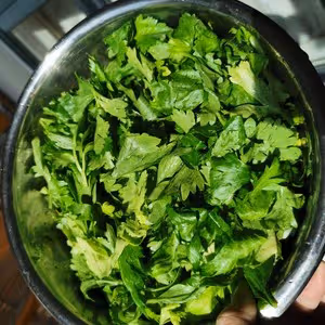 超香！用芹菜葉子 自製歐芹碎（香料調料）
