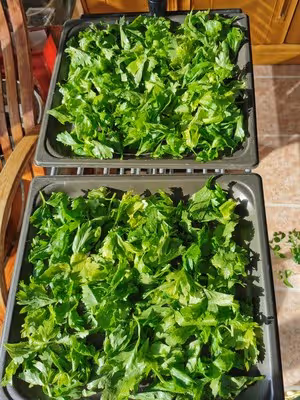超香！用芹菜葉子 自製歐芹碎（香料調料）