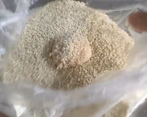 南瓜餅