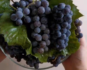 【自製葡萄果醬】有籽葡萄的做法+濃稠度對比