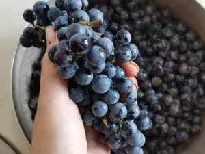 【自製葡萄果醬】有籽葡萄的做法+濃稠度對比