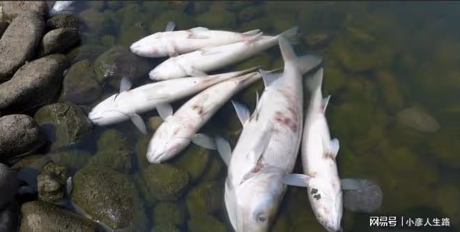 17年四川旺蒼出現「河神顯靈」,百姓實現吃魚自由,小伙:不要碰