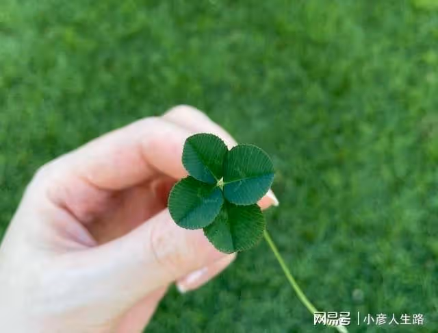 孫藝珍懷上雙胞胎?配四葉草和彩虹圖:祝你度過好運的日子