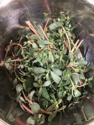 馬齒莧炒雞蛋