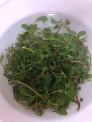 馬齒莧炒雞蛋
