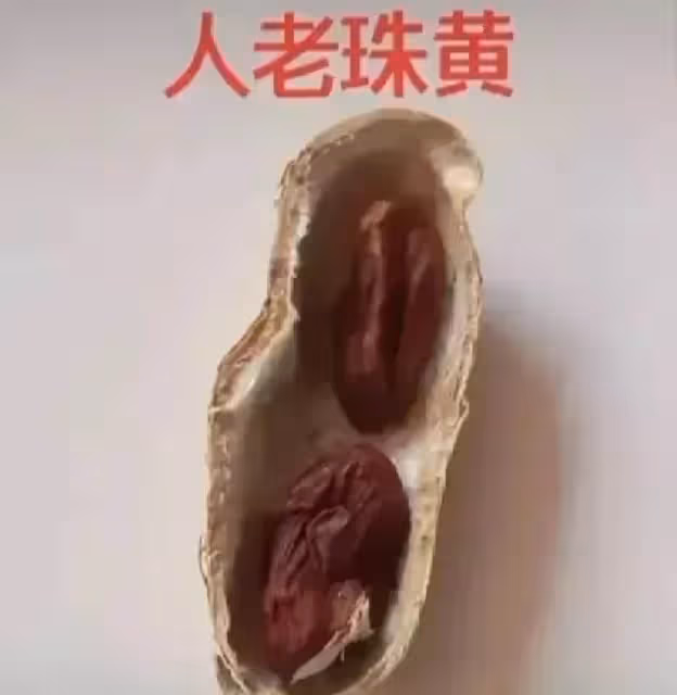 網友用花生呈現「人的一生」,從結婚到終老,笑著笑著就哭了。