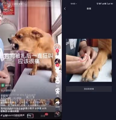 中國網紅被疑「為漲粉虐狗」　葉璇怒斥：這個人太噁心
