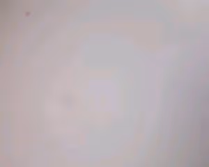 蒜蓉漢菜