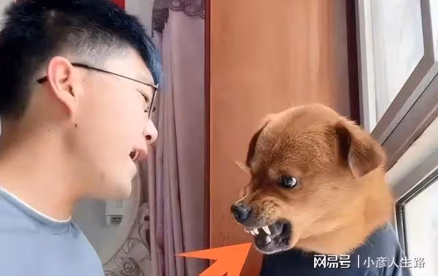 網紅狗被虐後續:狗主人直播回應,就是為了漲粉才折磨它的