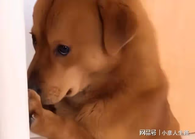 網紅狗被虐後續:狗主人直播回應,就是為了漲粉才折磨它的