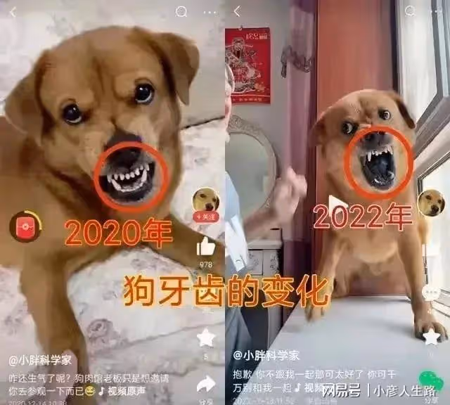 網紅狗被虐後續:狗主人直播回應,就是為了漲粉才折磨它的