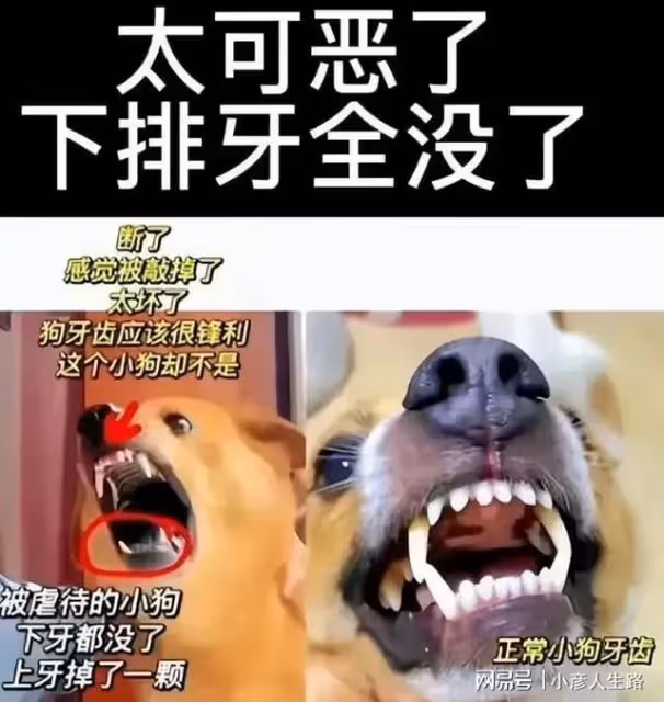 網紅狗被虐後續:狗主人直播回應,就是為了漲粉才折磨它的