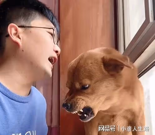 網紅狗小胖被虐後續!當事人從小精神分裂,揚言出200W者把狗帶走
