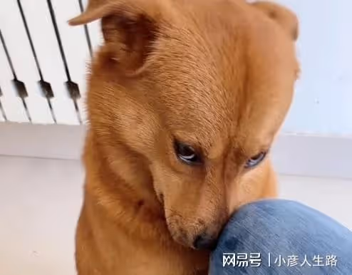 網紅狗小胖被虐後續!當事人從小精神分裂,揚言出200W者把狗帶走