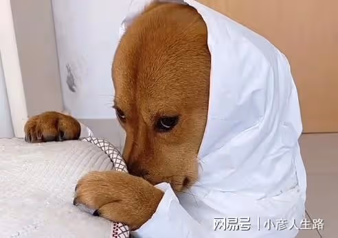 網紅狗小胖被虐後續!當事人從小精神分裂,揚言出200W者把狗帶走