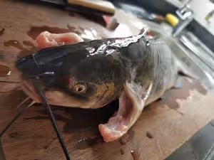 紅燒鮰魚（江團魚）
