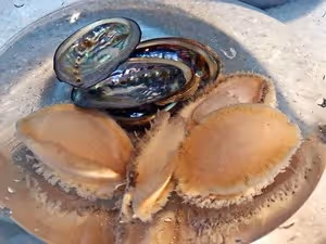 鮑魚撈飯