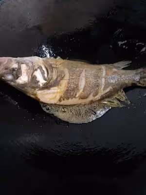 家常紅燒桂魚（寶寶也愛吃的魚）