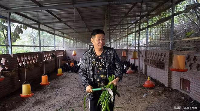 「三德子」炒柴火雞,稱每隻雞都要跑150萬步,688元價格被嘲太貴