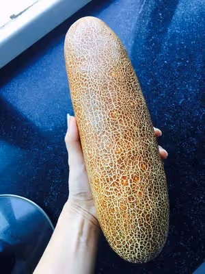 老黃瓜蝦皮湯