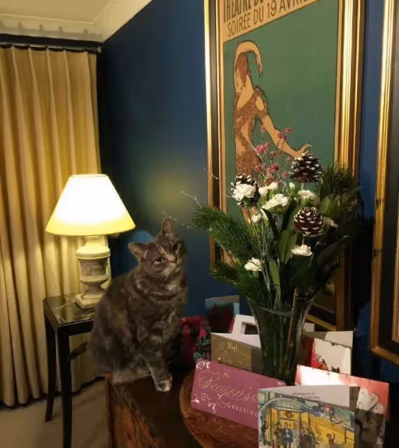 63歲的費翔,至今沒有結婚,與貓咪相伴,單身的生活有別樣的幸福