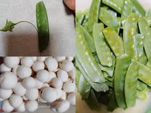 荷蘭豆白玉菇～鮮味小炒