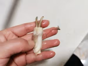 快手美味高顏值的蟶子蘆筍