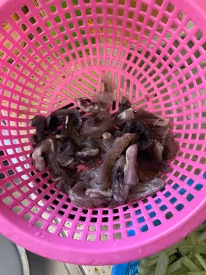 好喝的海參羹