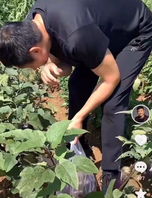 52歲亮劍戲骨在鄉村干農活,頭頂烈日摘農作物,曬到皺眉直接啃菜