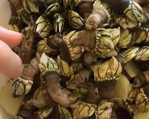 白灼佛手螺