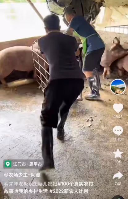 27歲男星回村務農!家有六個魚塘數萬隻鴨,頂38度高溫賣魚不嫌熱