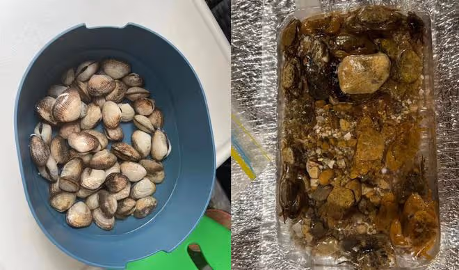 郭晶晶一家趕海!蹲地上徒手捉海鮮不嫌髒,收穫一大盆貝殼很開心