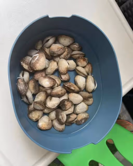 郭晶晶一家五口趕海！綁1元頭繩太樸素，如普通人蹲地徒手撿海鮮