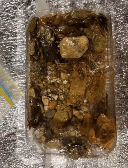 郭晶晶一家五口趕海！綁1元頭繩太樸素，如普通人蹲地徒手撿海鮮