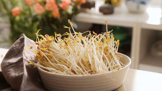 用礦泉水瓶生豆芽