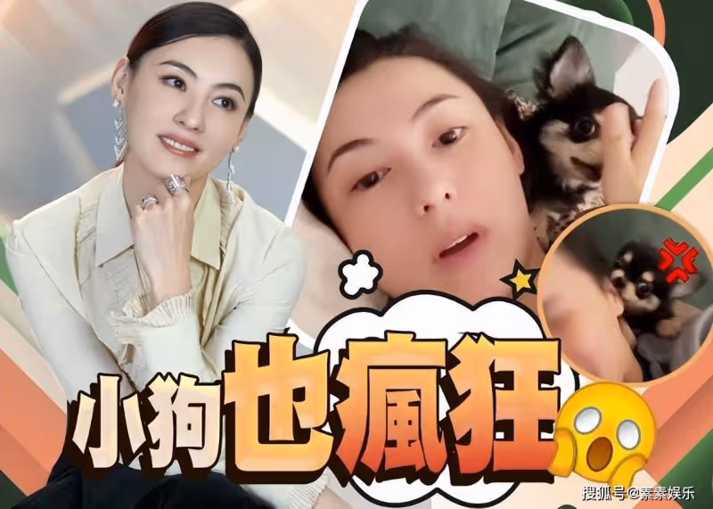 張柏芝慘遭寵物狗咬耳朵,表情疼到失控變形,粉絲喊話她要小心