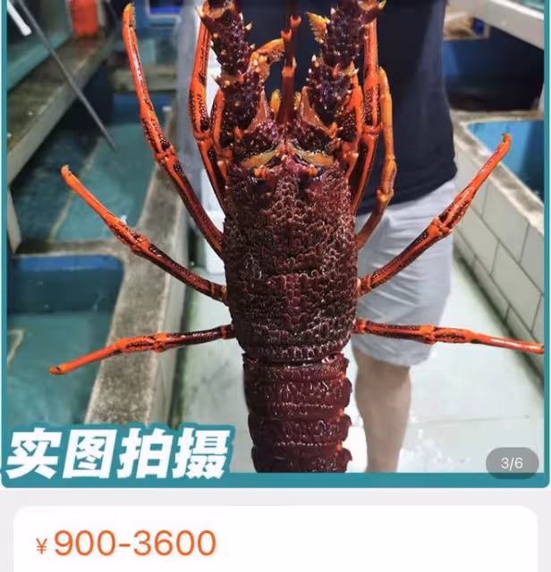 56歲田震澳洲豪華農莊度假!穿緊身衣大秀好身材,狂吃半人高龍蝦