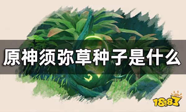 原神須彌草種子介紹 須彌草種子是什麼