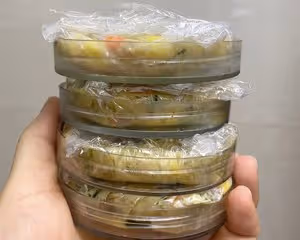 【女兒極力推薦】顆粒感玉米胡蘿蔔蝦餅早餐搭檔滿口蝦肉健身減脂