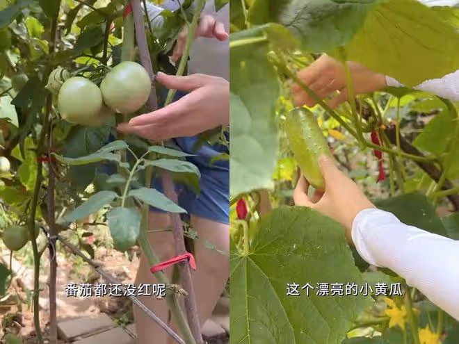 42歲董潔在院子割韭菜，徒手捉蟲子膽子大，兒子身高已超過她