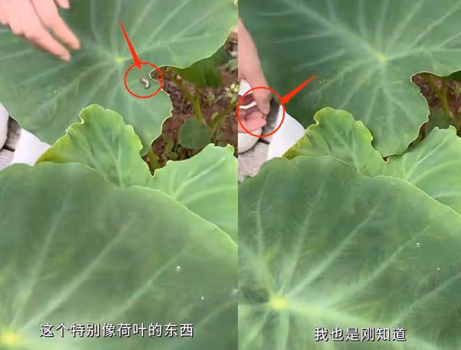 42歲董潔在院子割韭菜，徒手捉蟲子膽子大，兒子身高已超過她